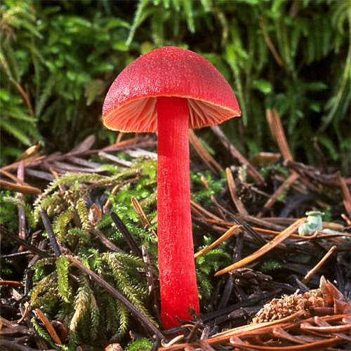 Hygrocybe coccinea